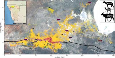 Effects of fences and fence gaps on the movement behavior of three southern African antelope species